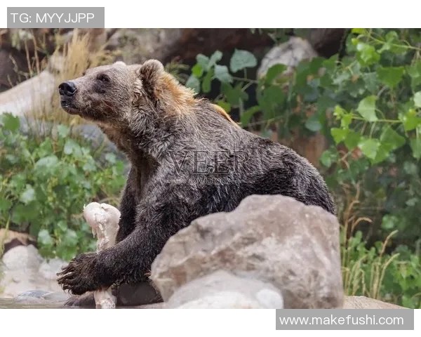 灰熊生存现状及其栖息地保护措施探讨
